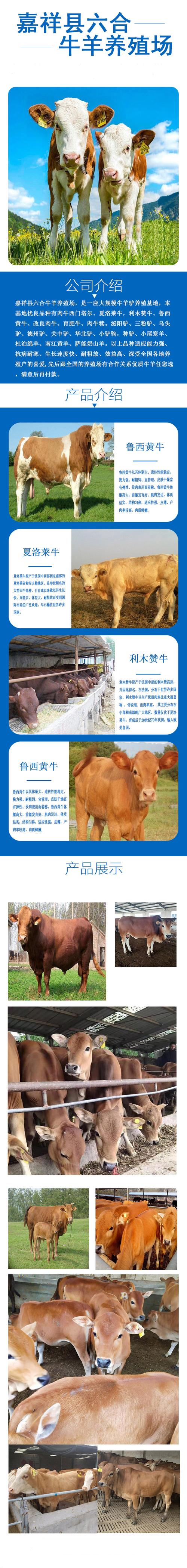河南利木赞牛养殖出售 精品牛犊助力畜牧业高质量发展